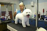 BICHON FRISE - TOILETTAGE 001